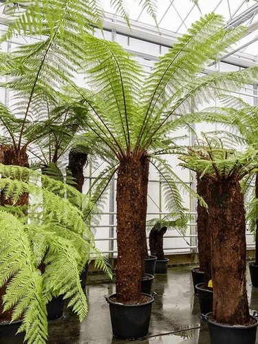 Dicksonia antarctica tree fern - antarctica,