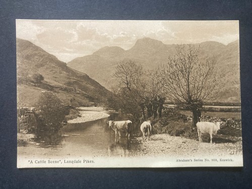 Cattle scene langdale - "a,