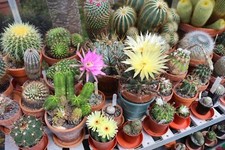 Cactus Collectors Mix – 150