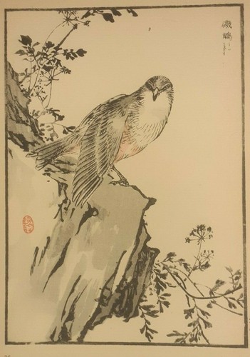Blue rock thrush - thrush, print