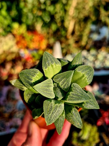 Haworthia retusa the - |,