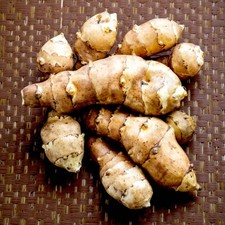 Jerusalem Artichoke Bare Roots