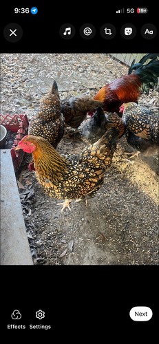 Wyandotte hatching eggs - , 12