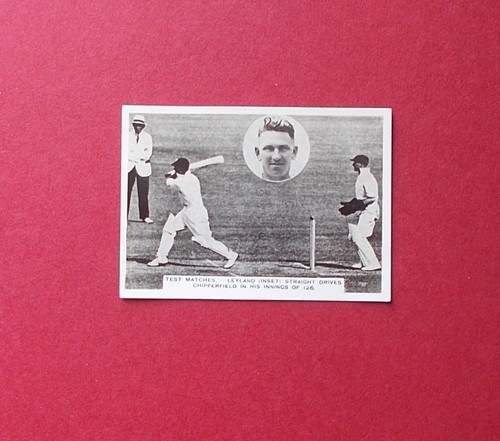 Cricket ardath - cricket,