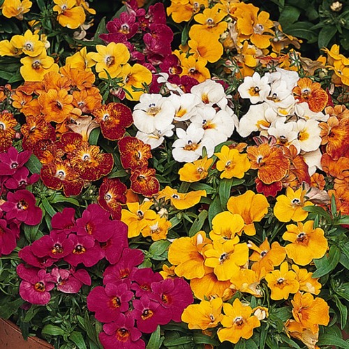 Nemesia sundrop mixed - sundrop,