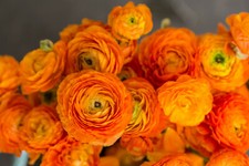 20 Ranunculus Asiaticus ORANGE