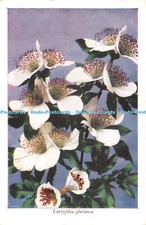 D085899 Eucryphia Glutinosa