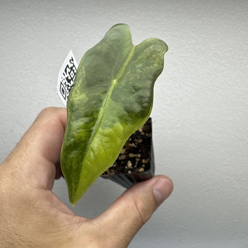 Alocasia nobilis aurea - nobilis,
