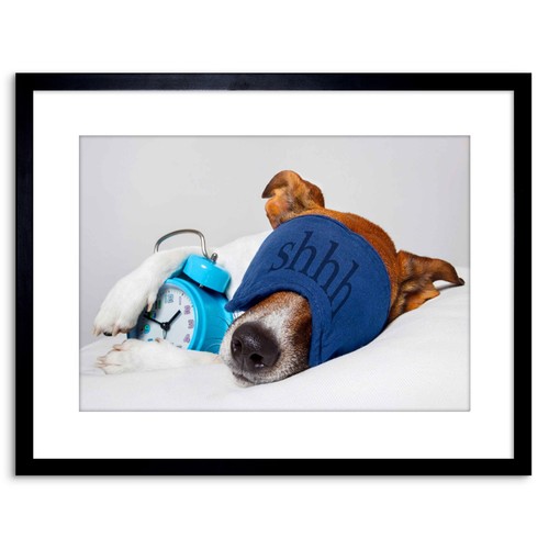 Photo jack russell - jack, dog