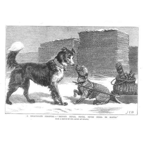 Dogs degenerate colonial - a,