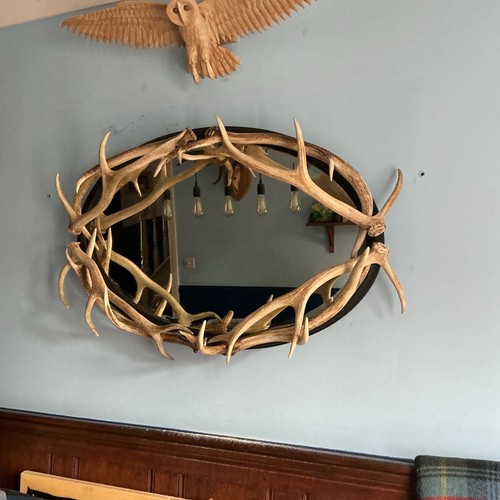 Real stag antler - stag,