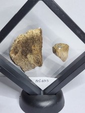 Triceratops Skull Fossil + Thescelosaurus Limb In Floating Display (Ref6013)