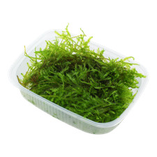 Tropica Aquarium Plant Moss in Portion - Java Weeping Spiky Christmas Moss