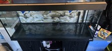 Fluval Roma 240L Fish Tank