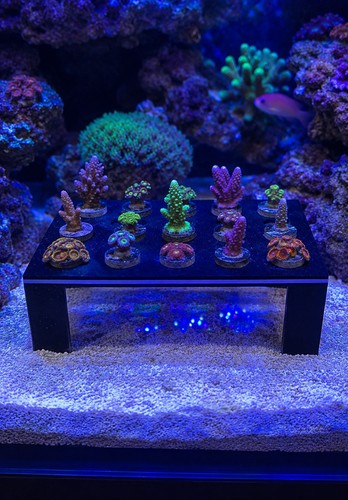 Hole frag rack - 24,