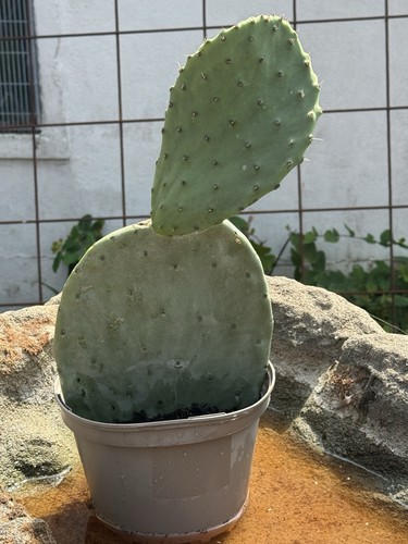 Opuntia ficus indica prickly - ficus-indica,