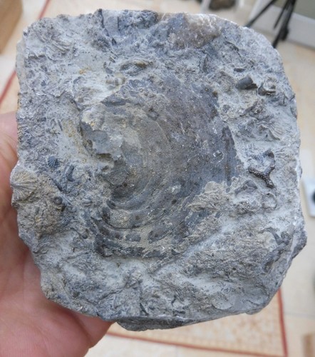 Fossil seafloor - fossil,