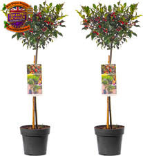 Standard Holly Tree - 1/2 Pack