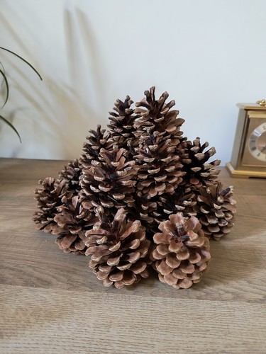 Pine cones medium - 25, 3