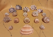 Collection of various Sea