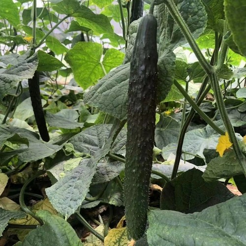 Chinese cucumber plug - 2x,