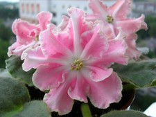African Violet Saintpaulia