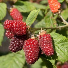 Tayberry Hardy Fruit Bush