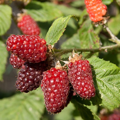 Tayberry hardy fruit - hardy, bush