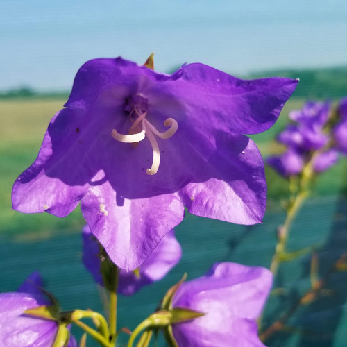 Campanula persicifolia takion - campanula, 'takion