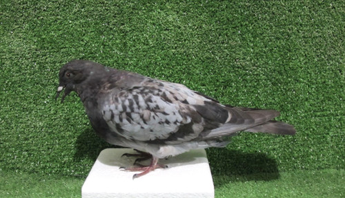 Pecking grey pigeon taxidermy - pecking,
