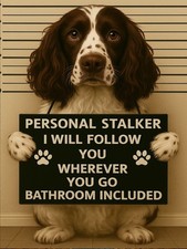 Funny Springer Spaniel  dog