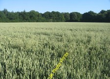 Photo 6x4 Wheat in Copse Ground Field (10 acres) Pardown At harvest time  c2015