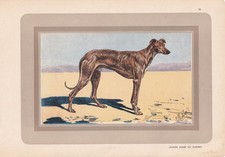 1931 ARABIAN GREYHOUND SLOUGHI Print - Antique Dog Wall Art - 11 x 7.75 Inches