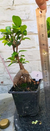 Ficus retusa banyan - ,