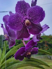 Vanda Pure's Wax blue orchid plant
