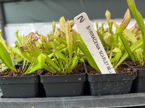 Scarlet bell pitcher plant - bell,