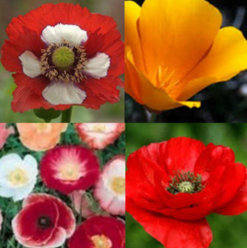 Variety mix poppy seeds rare - variety,