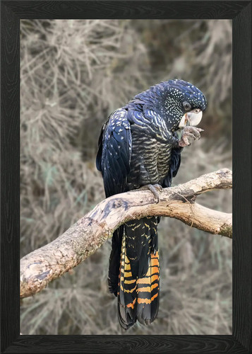 Red tailed black cockatoo - red-tailed, on