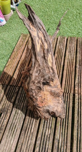 Aquarium wood very - aquarium,