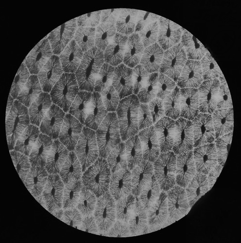 Tooth section c1890 - tooth, old