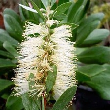 CALLISTEMON ANZAC WHITE