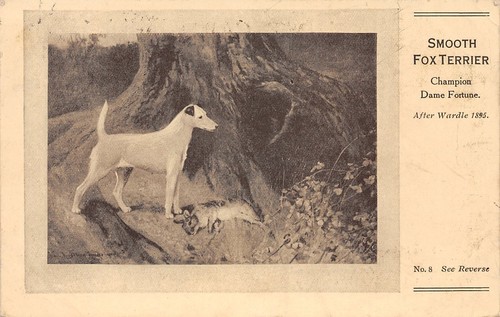 404679 animal postcard - animal,