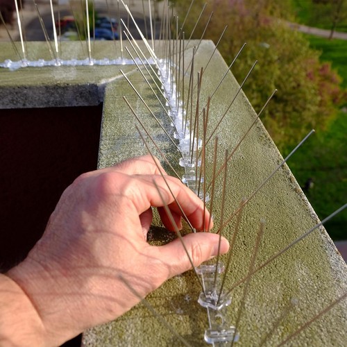 Pigeon bird spikes - bird, roofs