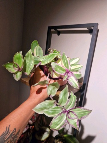 Tradescantia variegated - tradescantia, 🩷variegated