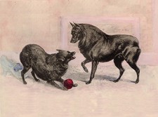 SCHIPPERKE CHARMING DOG