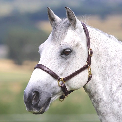 New shires blenheim ragley - blenheim,