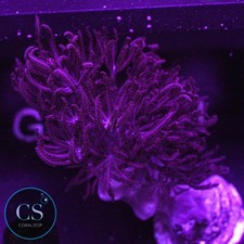 CS Rare Red Pulsing Xenia -