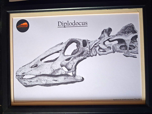 Illustration diplodocus - illustration,