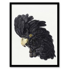 Head of a Black Cockatoo
