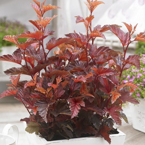 Physocarpus little angel - physocarpus,